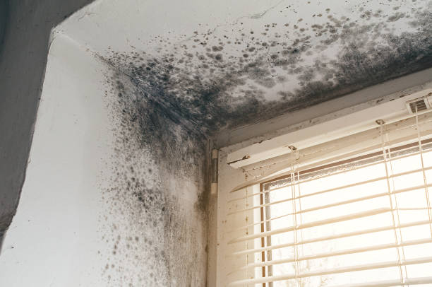 Affordable Mold Remediation solutions in Jackson, KY
