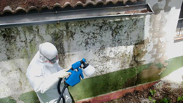 Top rated local Mold Remediation specialists in Jackson, KY